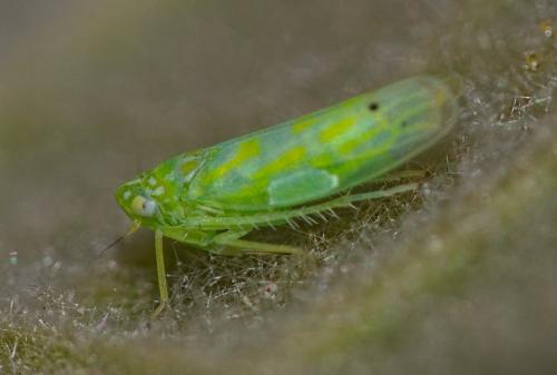 Micantulina stigmatipennis
